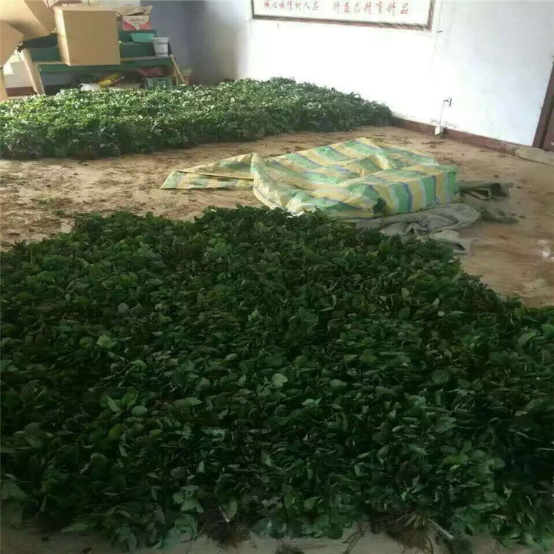 江西供應(yīng)華香1號(hào)草莓苗