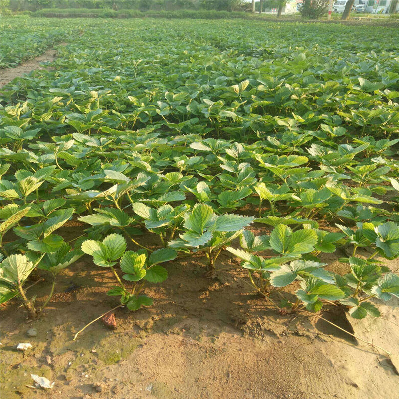 西藏南北方適不適合種植容莓3號草莓苗