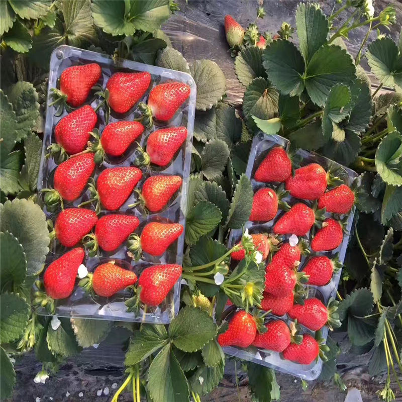 广西日本1号草莓苗用什么底肥