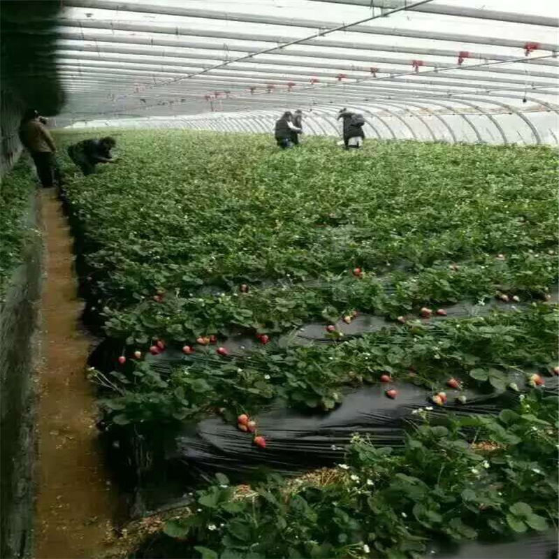 遼寧幸香草莓苗大棚管方案
