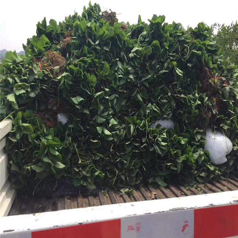 遼寧幸香草莓苗大棚管方案