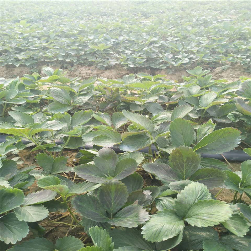 寧夏鬼奴甘草莓多少錢1株