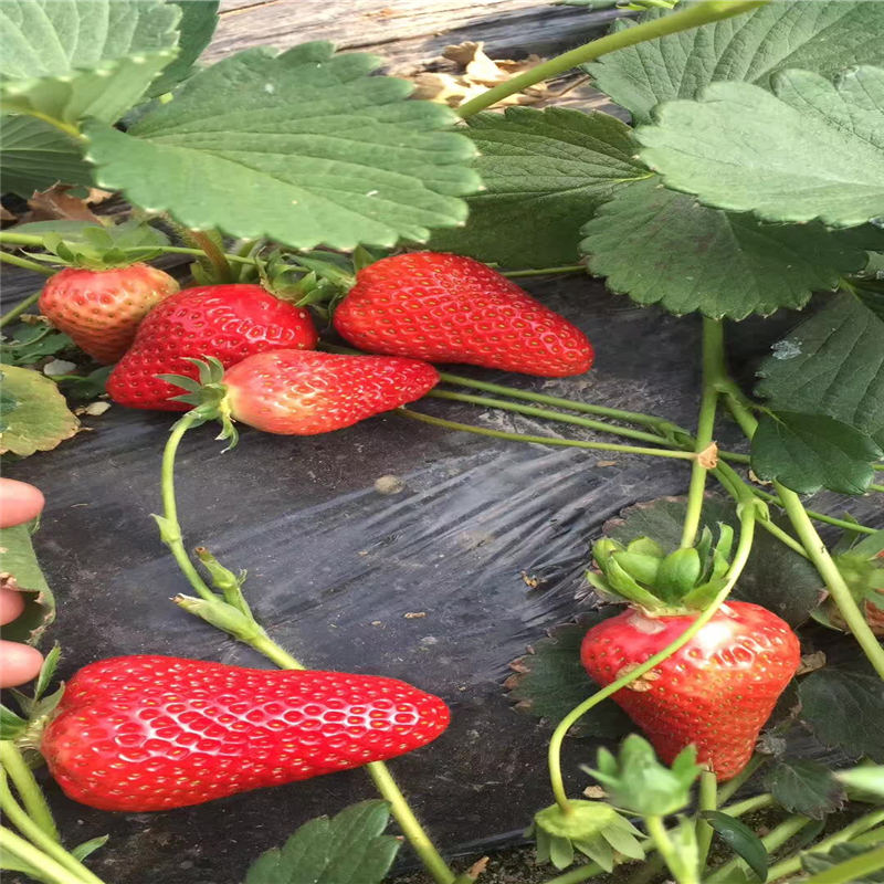 寧夏幸香草莓坐果期管理