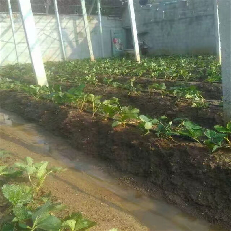 寧夏鬼奴甘草莓多少錢1株