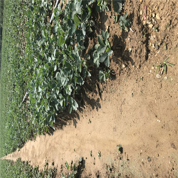寧夏美香沙草莓青苗期注意事項(xiàng)
