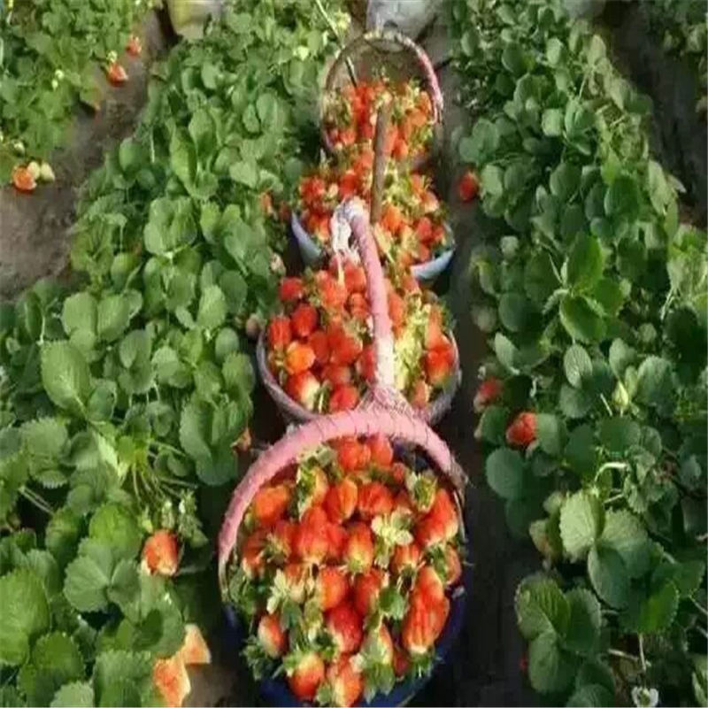 陜西幸香草莓坐果期管理