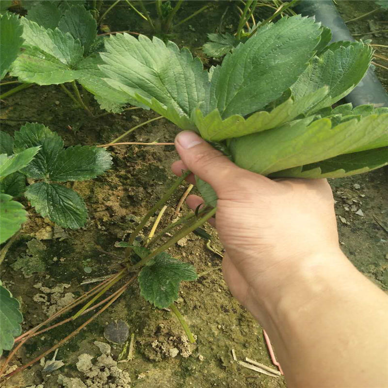 遼寧幸香草莓苗大棚管方案