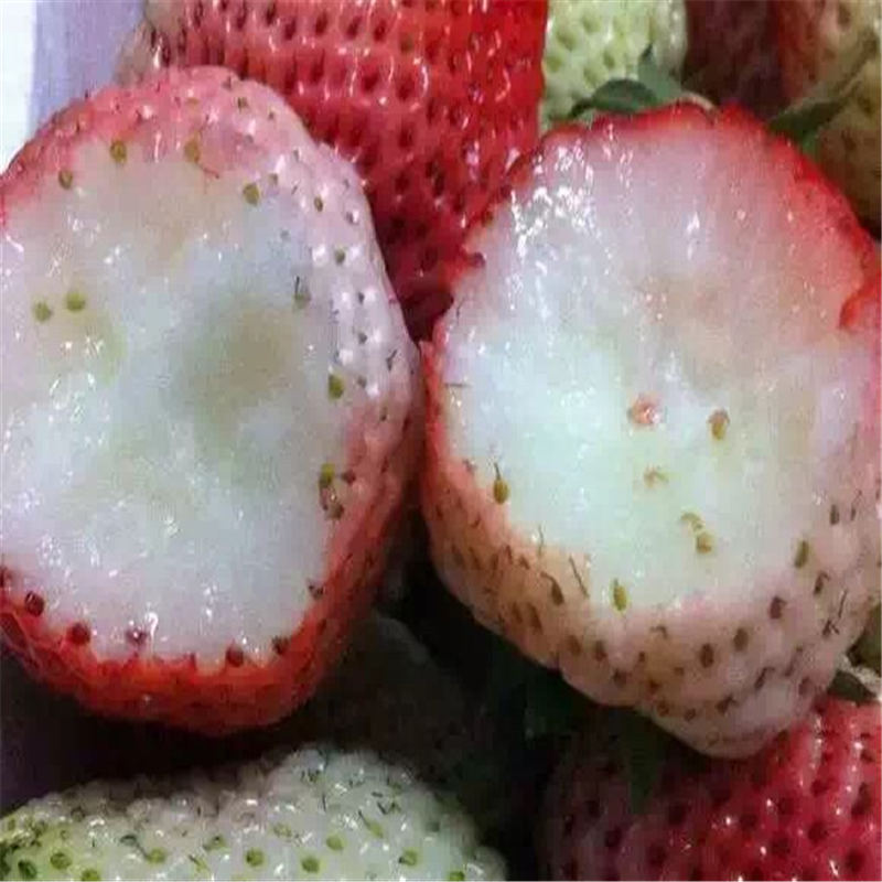 广西日本1号草莓苗用什么底肥