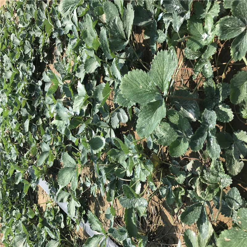 安徽紅顏草莓苗入棚前的注意事項(xiàng)