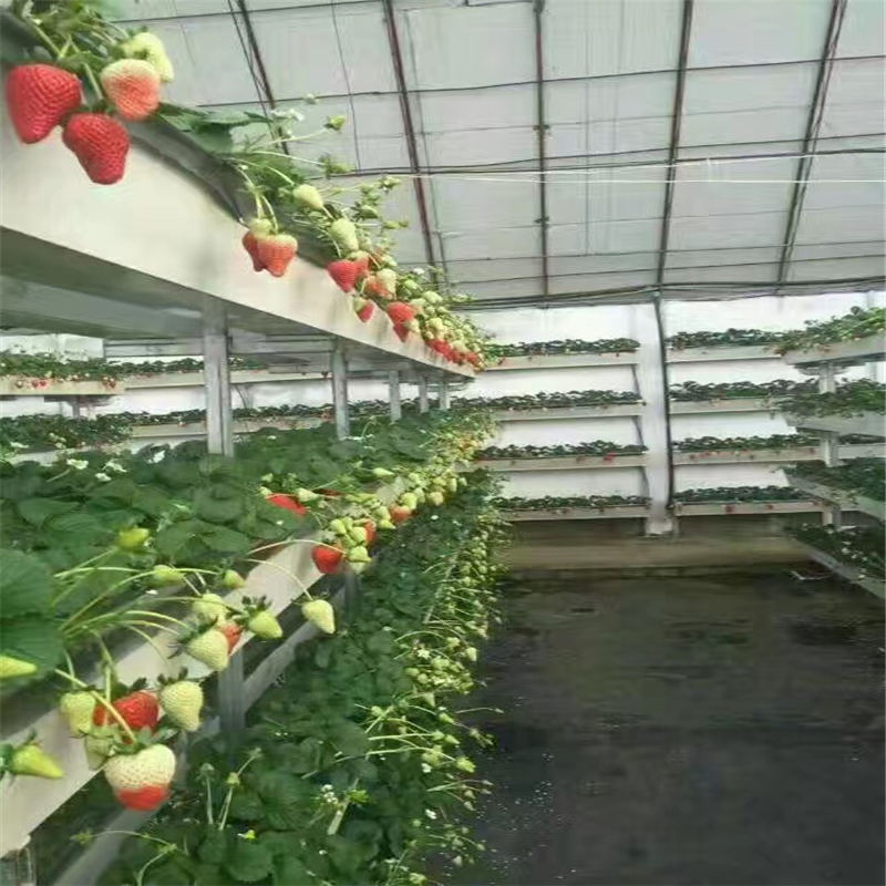 貴州京桃香草莓大棚管理經驗