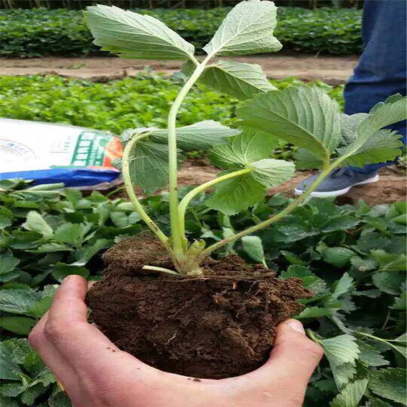 新疆京泉香草莓幾月份成熟