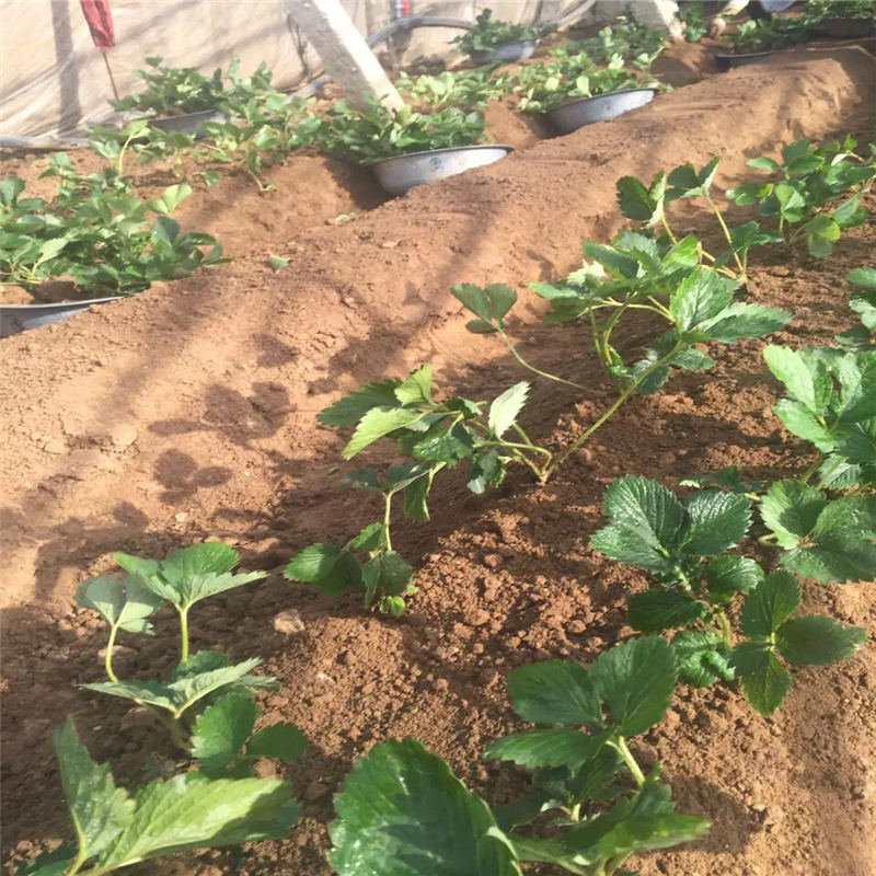 江西京藏香草莓坐果期管理