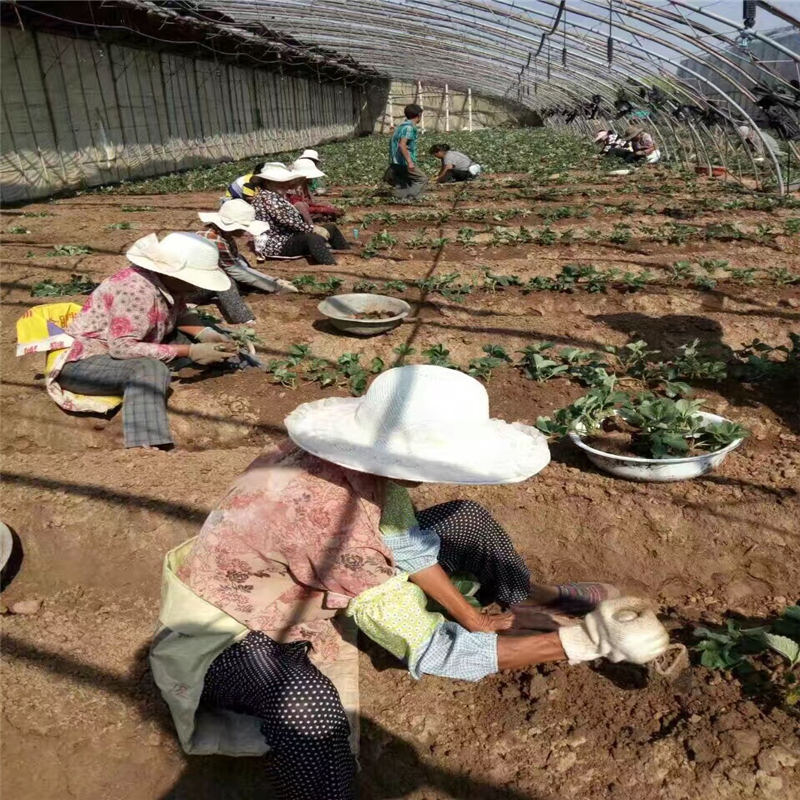 河南甜查理草莓大棚種植