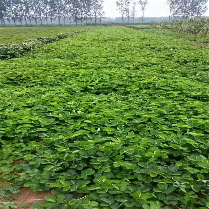河南甜查理草莓大棚種植