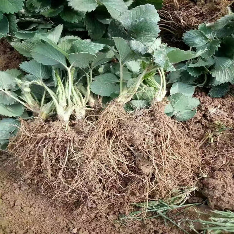 安徽京桃香草莓大棚種植