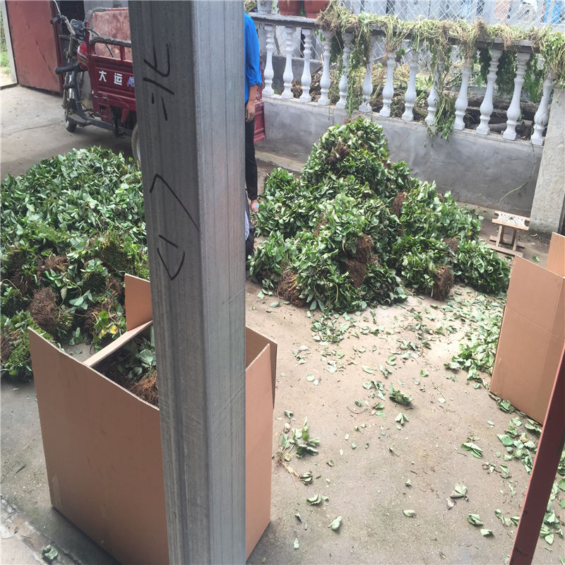 河南甜查理草莓大棚種植