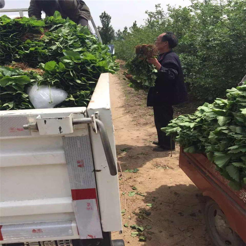 安徽紅顏草莓畝產(chǎn)多少斤