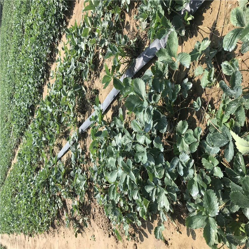 河南京泉香草莓苗