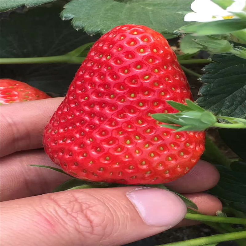 浙江红颜草莓苗露天种植