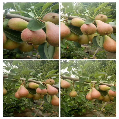 新鄉(xiāng)梨樹苗批發(fā)價格、梨樹苗供應商