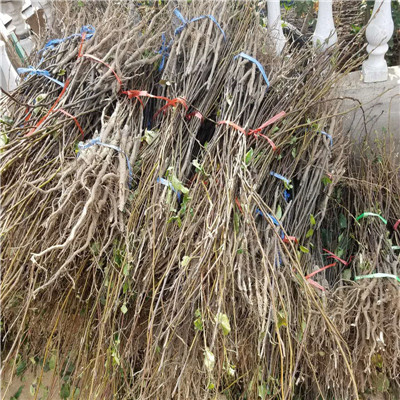 汕尾梨樹苗種植、梨樹苗基地