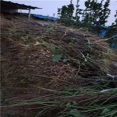 許昌梨樹苗價(jià)格、梨樹苗基地