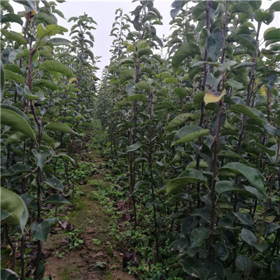 阿泰勒梨樹苗批發(fā)、梨樹苗供應(yīng)商