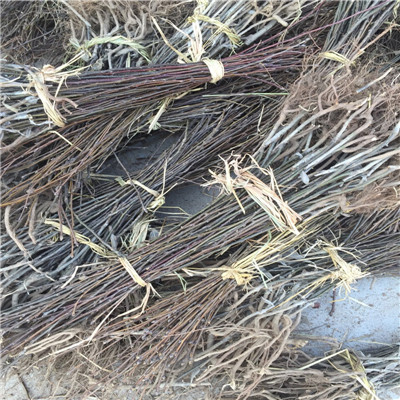 朝陽(yáng)梨樹(shù)苗批發(fā)、梨樹(shù)苗廠家