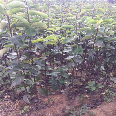 襄樊梨樹苗圖片、梨樹苗基地