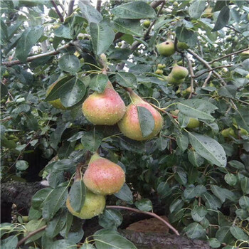 九江梨樹苗品種、梨樹苗基地