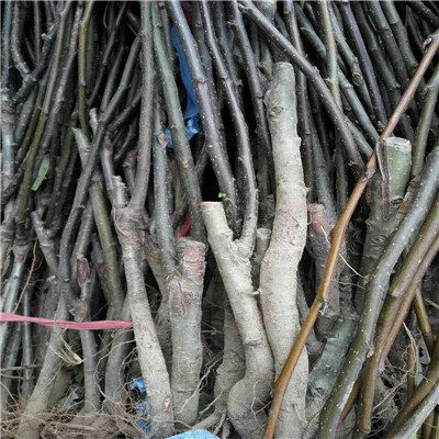 新北梨樹(shù)苗占地苗、梨樹(shù)苗基地