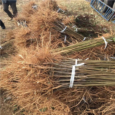 桐城秋姬李子苗，秋姬李子苗生產(chǎn)基地