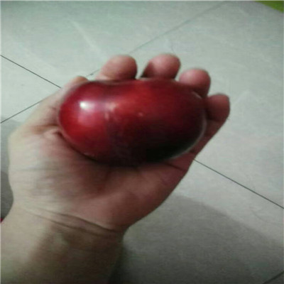 平頂山西梅皇后李子苗，西梅皇后李子苗生產(chǎn)基地