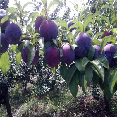 黑河秋姬李子苗，秋姬李子苗生產(chǎn)基地