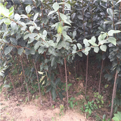 白山富有甜柿苗，富有甜柿苗廠家