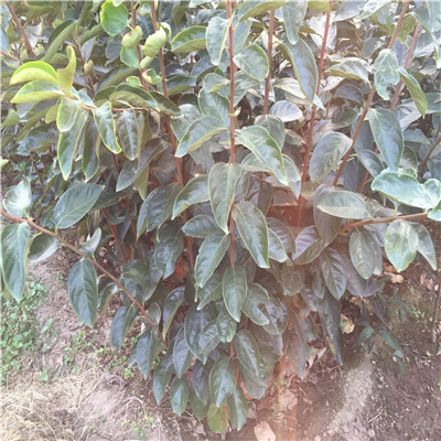 林芝富有甜柿苗，富有甜柿苗供應(yīng)商