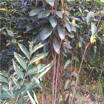 滁州柿子苗，柿子苗供應(yīng)商