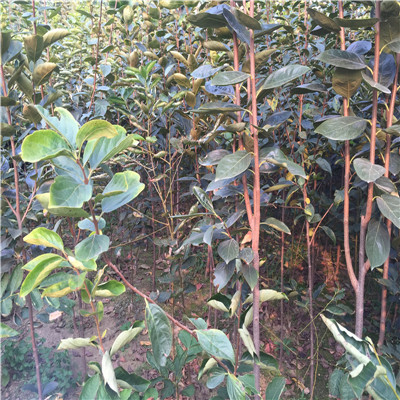 五家渠黑柿柿子苗，黑柿柿子苗廠家地址