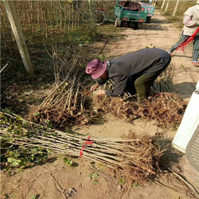 阿泰勒山楂苗，山楂苗供應(yīng)商