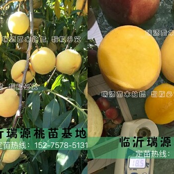 铜仁七月份成熟的桃树品种_毛桃树品种哪个好价格及介绍