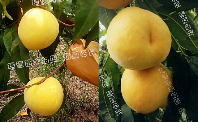 11月份成熟的黄桃多少钱一颗