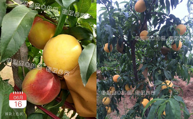 黄桃有哪些品种名称、黄桃品种介绍、价格及介绍