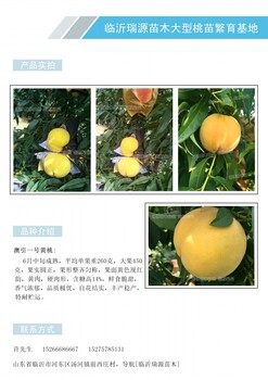 桂林景观桃树品种有哪些_桂林晚熟品种介绍