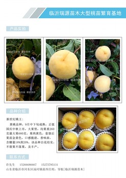 六月初成熟的桃子品种_六月初成熟的桃子品种品种好