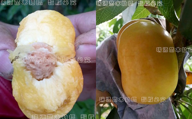 陕南地方适合种植晚熟桃吗、蟠桃新品种