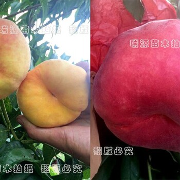 产量高的蟠桃品种黄油蟠桃哪个品种好吃