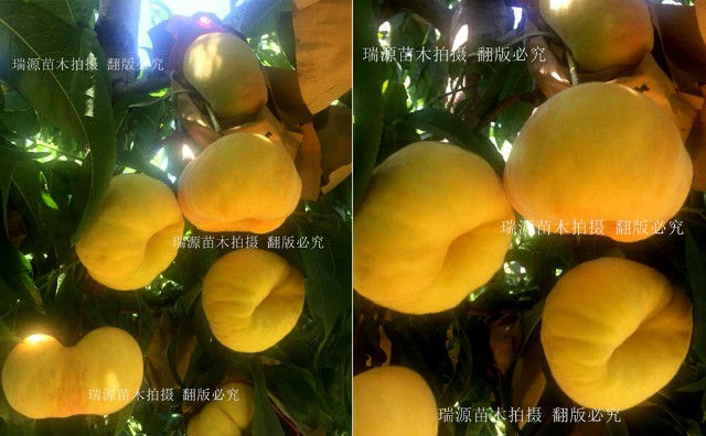晚熟黄金蜜4号黄桃的冬桃品种瑞源冬桃桃