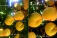 济宁油桃品种中的黄桃_济宁品种介绍