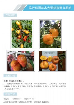 國內(nèi)晚熟油蟠桃桃優(yōu)良品種、油蟠桃品種
