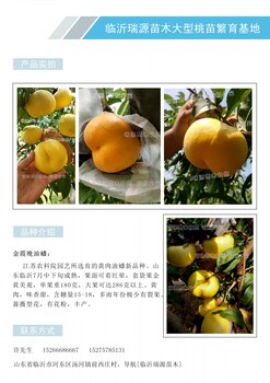 珠海桃晚熟有什么品种_珠海品种价格